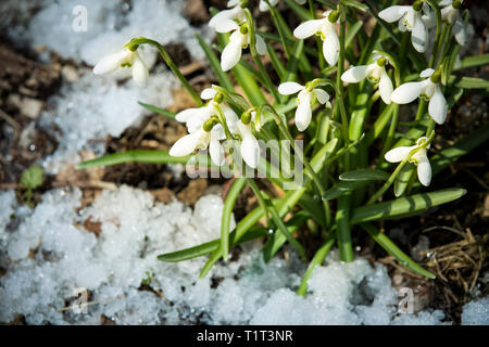 Snowdrops growing on the ground covered with spring snow in forest. Sunny day. Stock Photo