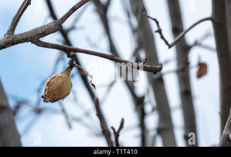 Quince rotten fruit on the tree. Dry quince Stock Photo