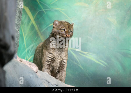 Jaguarundi cougar yagouaroundi hi-res stock photography and