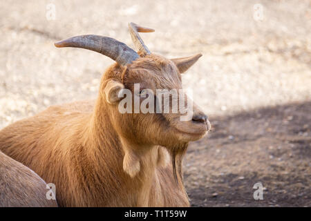 red goat basking in the sun at the zoo Stock Photo