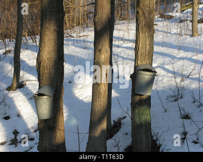 Maple trees being tapped For their sap in the early spring in rural Vermont, USA Stock Photo