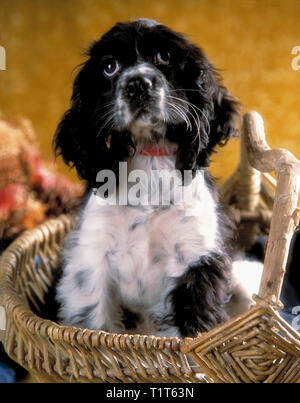 Pepper the Cocker Spaniel puppy relaxing in a wicker basket Stock Photo