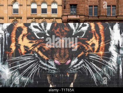 A large wall mural of a snarling tiger with buildings behind it, Glasgow, Scotland Stock Photo