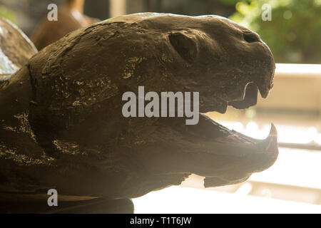 The Stuffed and the bones of sea turtles.The Stuffed Stock Photo