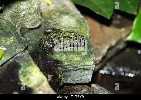 Oriental Fire-Bellied Toad (Bombina orientalis) Stock Photo