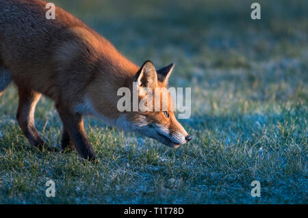 Sunrise on the North East coast in the UK with a European Red Fox searching for its first meal of the day on a cold frosty winter morning.