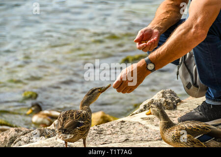 Person with food in hand feeding ducks Stock Photo