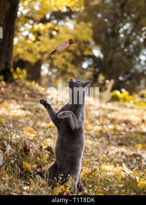 Russian blue cat playing in park outdoors Stock Photo