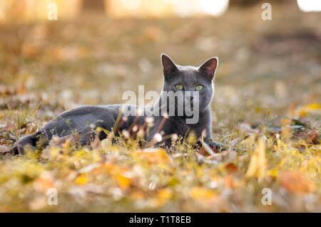 Russian blue cat portrait relaxing on grass outdoors Stock Photo