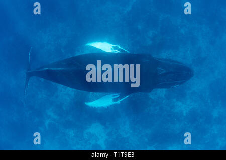 A Humpback whale, Megaptera novaeangliae, cruises underwater in the clear, blue waters of the Caribbean Sea. Stock Photo