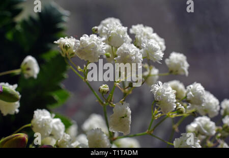 Baby's-breath (Gypsophila paniculata) close-up Stock Photo