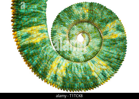 Close view of a beautiful  green colorful  chamaeleo calyptratus tail revealing the mathematic fibonacci spiral curve on black background. Species als Stock Photo