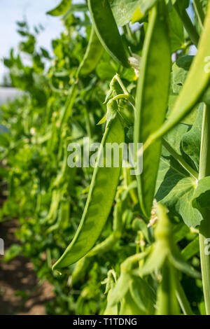 Fresh green pea pod on a bush Stock Photo