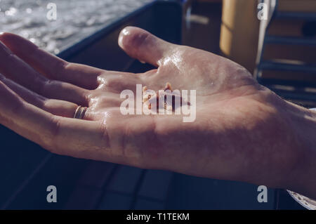 close up view of starfish in mans hand in sunlight Stock Photo
