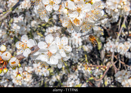 Close Up Of White Cherry Blossoms With Bee Stock Photo