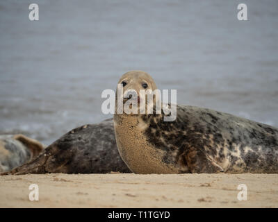 An inquisitive grey seal among a colony on the Norfolk coast Stock Photo