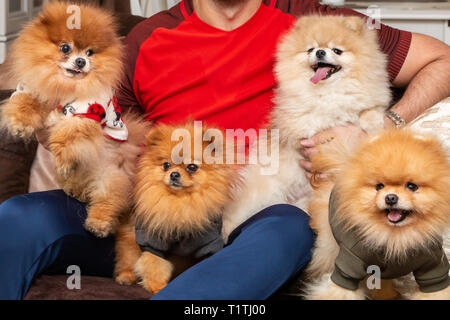 Four cute Pomeranian puppy dogs playing with their owner at home. People and pets concept. Stock Photo