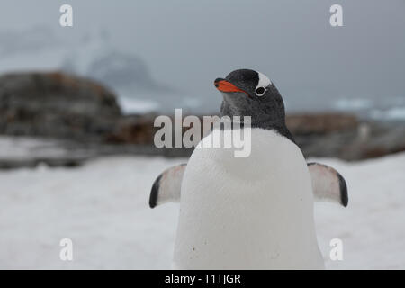 Antarctica. Petermann Island. Gentoo penguin (WILD: Pygoscelis papua) Stock Photo