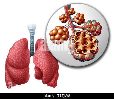 Lung pulmonary alveoli or alveolus anatomy diagram as a medical concept of a close up of the human anatomy and respiratory or respiration medicine. Stock Photo