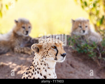 Cheetah with her cubs in the background keeping guard