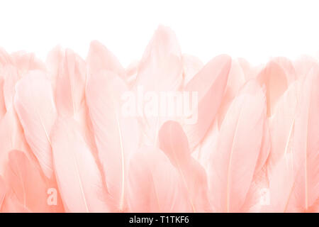 Close - up of pink feathers isolated on white background Stock Photo