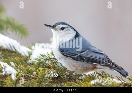 White-breasted nuthatch perched in a snow-covered spruce in northern Wisconsin. Stock Photo