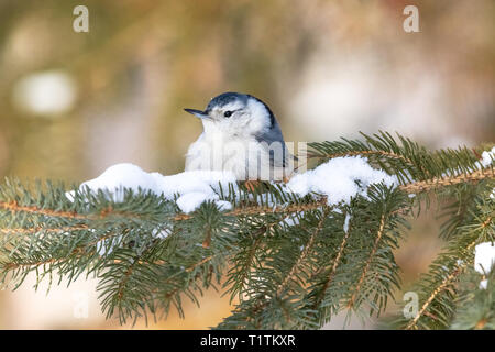 White-breasted nuthatch perched in a snow-covered spruce tree. Stock Photo