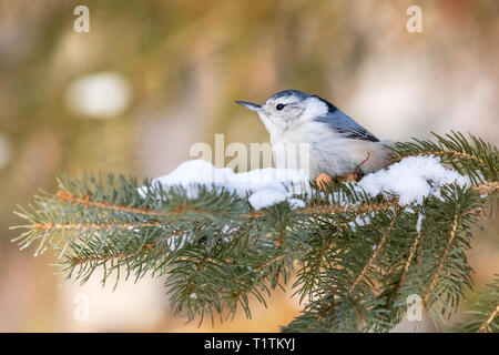 White-breasted nuthatch perched in a snow-covered spruce tree. Stock Photo