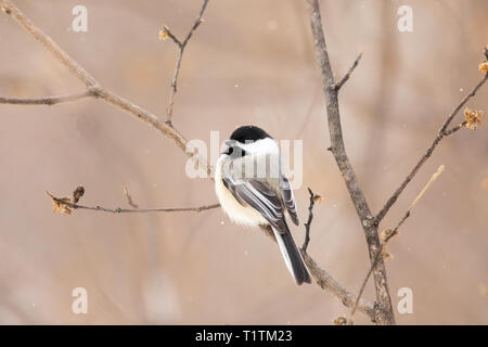 Black-capped chickadee in the winter forest of northern Wisconsin. Stock Photo