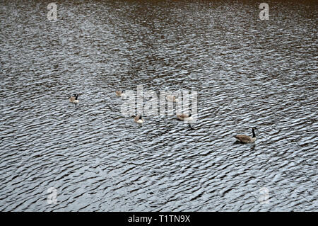 Canada Geese on Kinder Scout reservoir Stock Photo