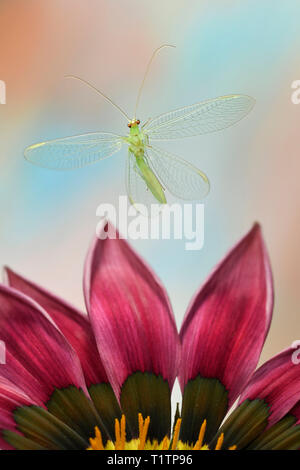 Gemeine Florfliege (Chrysoperia carnea), im Flug, Mittagsgold (Gazania), Deutschland, Europa Stock Photo