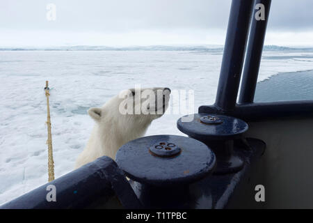 Polar Bear (Ursus maritimus) trying to climb expedition ship, Svalbard Archipelago, Norway Stock Photo