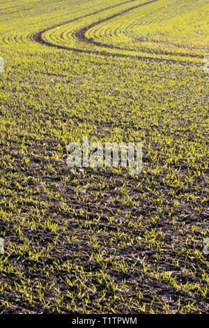 Recently sowed food crop showing plough line patterns on field in rural Hampshire Stock Photo