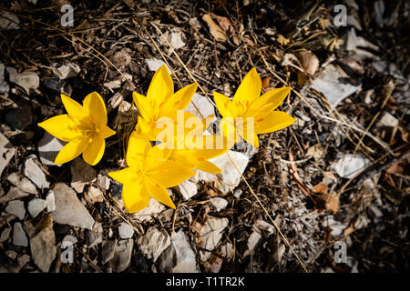 Yellow crocuses, blooming in the wild, in mountain Timphi, Norhern Greece Stock Photo
