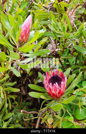 'KIng Protea' (Protea compacta) Stock Photo