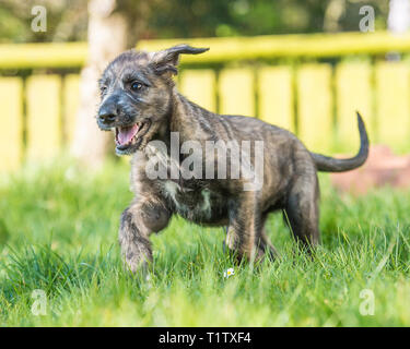 Irish wolfhound puppy Stock Photo