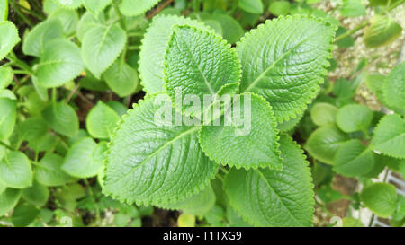 Fresh green Indian borage plant in nature garden Stock Photo