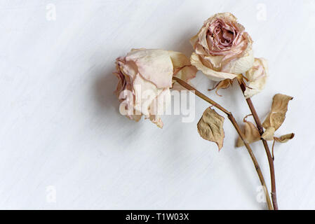 Dried faded roses on old paper on wooden background Pair of dry faded roses on white painted background Stock Photo
