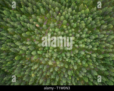 Aerial view of green boreal aka taiga forest in summer Stock Photo