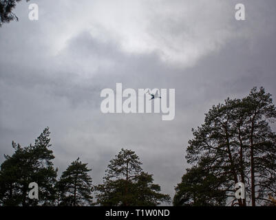 the plane against the cloudy sky and trees, Moscow Stock Photo