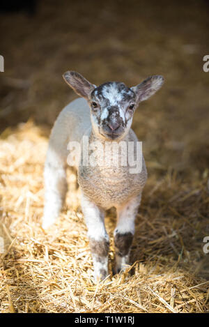 Lamb in barn Warwickshire Stock Photo