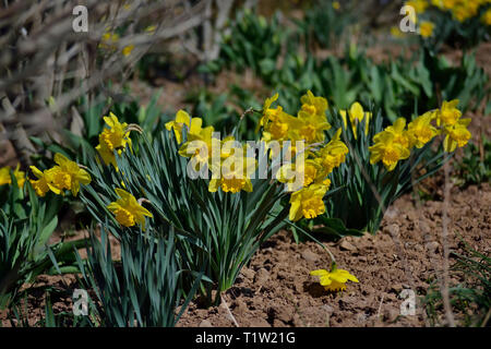 Daffodils in the garden, Narcissus pseudonarcissus Stock Photo