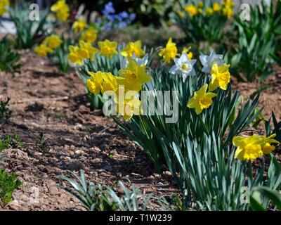 Yellow and white daffodils in the garden Stock Photo