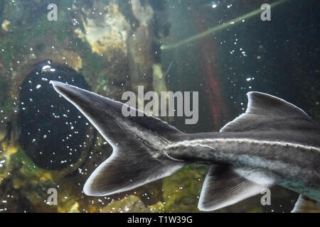 Fish sturgeon swims in the aquarium of the oceanarium. Sturgeon fish Stock Photo