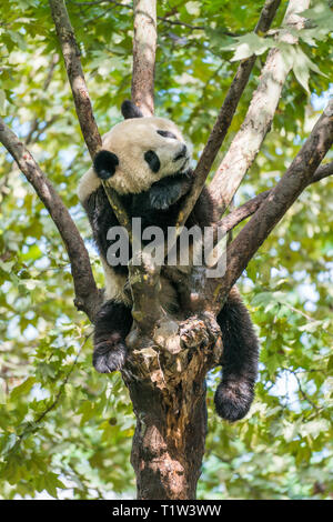 Giant panda (Ailuropoda melanoleuca) sleeping on a tree in Chengdu, Sichuan, China. Vertical image Stock Photo