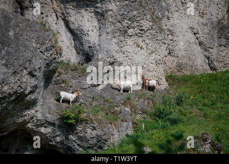 free-range domestic goats, Pottenstein, Bavaria, Germany, Europe, (Capra aegagrus hircus) Stock Photo