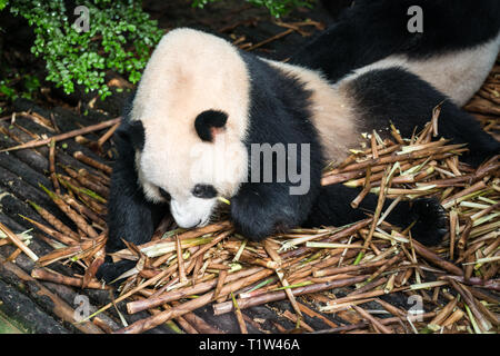 Giant panda (Ailuropoda melanoleuca) eating bamboo in Chengdu, Sichuan, China Stock Photo