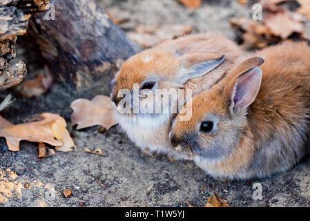 Two cute fluffy decorative bunnies sit on ground Stock Photo
