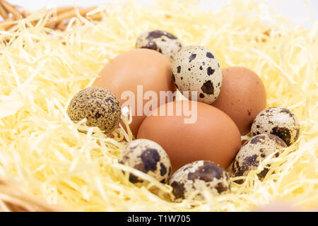 Closeup on different varieties of fresh eggs in straw Stock Photo