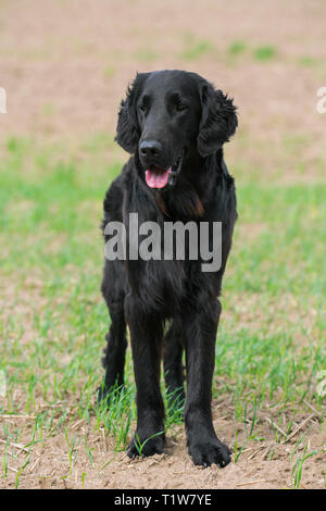 Black flat-coated retriever in field, gundog / gun dog breed originating from the United Kingdom Stock Photo